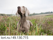 Weimeraner Retrieving A Pheasant On A Game Shoot. Стоковое фото, агентство Ingram Publishing / Фотобанк Лори