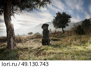 Portrait of a black labrador in the morning mist. Стоковое фото, агентство Ingram Publishing / Фотобанк Лори