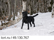 Black Labrador Playing In The Snow. Стоковое фото, агентство Ingram Publishing / Фотобанк Лори