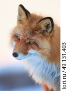 Рыжая лисица (Vulpes vulpes). Портрет лисы крупным планом. Дикая лисица в естественной среде обитания в тундре в Арктике. Живая природа северных регионов Сибири и Дальнего Востока России. Животный мир Чукотки. Стоковое фото, фотограф Андрей Степанов / Фотобанк Лори