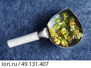 medicinal hops cones. Iron dipper with medicinal decoction of hop cones. Стоковое фото, агентство Ingram Publishing / Фотобанк Лори