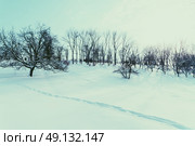 Winter Landscape With Snow And Trees After Blizzard. Стоковое фото, агентство Ingram Publishing / Фотобанк Лори