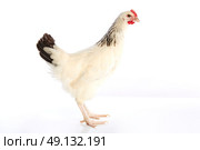 Sussex hen original from England on white background. Стоковое фото, агентство Ingram Publishing / Фотобанк Лори