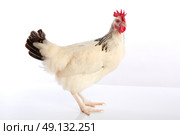 Sussex hen original from England on white background. Стоковое фото, агентство Ingram Publishing / Фотобанк Лори