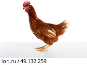 Brown hybrid hen  isolated on white background. Стоковое фото, агентство Ingram Publishing / Фотобанк Лори