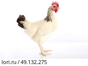 Sussex hen original from England on white background. Стоковое фото, агентство Ingram Publishing / Фотобанк Лори