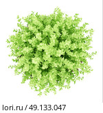 top view of small boxwood plant isolated on white background. 3d illustration. Стоковое фото, агентство Ingram Publishing / Фотобанк Лори