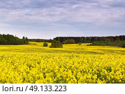 Spring storm clouds above rape seed field. Rape flowers blooming in spring. Yellow colza hills and fields. Стоковое фото, агентство Ingram Publishing / Фотобанк Лори