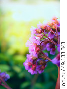 Bergenia.flowers on brurred sunny nature background. Стоковое фото, агентство Ingram Publishing / Фотобанк Лори