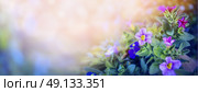 Purple petunia flowers bed on beautiful blurred nature background, banner for website with garden concept, toned. Стоковое фото, агентство Ingram Publishing / Фотобанк Лори