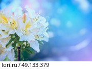 white yellow Rhododendron flowers in morning light in garden, close up. Стоковое фото, агентство Ingram Publishing / Фотобанк Лори