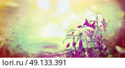 Garden fuchsia flowers on sunshine bokeh background, outdoor, toned, banner for website. Стоковое фото, агентство Ingram Publishing / Фотобанк Лори