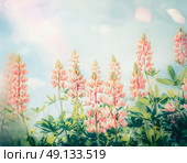 Summer beautiful flowers garden with pastel Lupines blooming, outdoor nature background. Стоковое фото, агентство Ingram Publishing / Фотобанк Лори