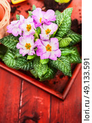 Pink primula with soil on red wooden background. Стоковое фото, агентство Ingram Publishing / Фотобанк Лори