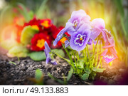 Summer flower garden beet with red primula and blue  heartsease , outdoor. Стоковое фото, агентство Ingram Publishing / Фотобанк Лори