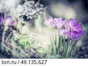 Spring nature background with pretty crocuses  flowers in garden or park, outdoor. Стоковое фото, агентство Ingram Publishing / Фотобанк Лори