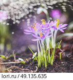 Spring nature background with crocuses blooming, outdoor. Стоковое фото, агентство Ingram Publishing / Фотобанк Лори