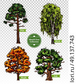 Color Sketch Tree Set. Four colorful deciduous sketch trees set with maple oak birch and pine isolated on transparent background doodle vector illustration. Стоковая иллюстрация, агентство Ingram Publishing / Фотобанк Лори