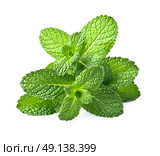 Fresh mint. Стоковое фото, фотограф Волошина Мария Ивановна / Фотобанк Лори