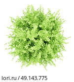 top view of large boxwood plant isolated on white background. 3d illustration. Стоковое фото, агентство Ingram Publishing / Фотобанк Лори