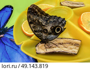 Blue Morpho butterfly feeds on fruits, sitting on a banana in a yellow feeder. Butterfly feeding on fruits, - lemons, oranges, bananas. Стоковое фото, фотограф Iva Noel / Фотобанк Лори