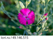 Гвоздика травянка (Dianthus deltoides) Стоковое фото, фотограф Владислав Дельдюгинов / Фотобанк Лори
