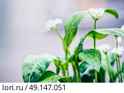 Wild garlic plant with white blooming im garden, outdoor. Стоковое фото, агентство Ingram Publishing / Фотобанк Лори