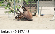 laying Marwari mare in paddock. Стоковое фото, агентство Ingram Publishing / Фотобанк Лори