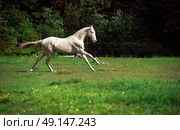 running creamello purebred akhalteke stallion in paddock. Стоковое фото, агентство Ingram Publishing / Фотобанк Лори