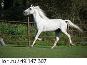  running white  Orlov trotter. Стоковое фото, агентство Ingram Publishing / Фотобанк Лори