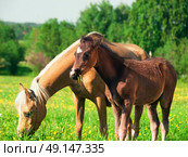 little  foal of welsh pony with mom. Стоковое фото, агентство Ingram Publishing / Фотобанк Лори