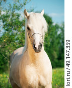 Beautiful palomino welsh pony. Стоковое фото, агентство Ingram Publishing / Фотобанк Лори