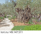 Jerusalem-Garden of Gethsemane. Стоковое фото, агентство Ingram Publishing / Фотобанк Лори