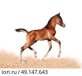  foal little horse baby run trot isolated on white. Стоковое фото, агентство Ingram Publishing / Фотобанк Лори