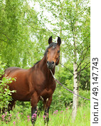 wonderful Trakehner stallion in spring forest cloudy day. Стоковое фото, агентство Ingram Publishing / Фотобанк Лори
