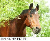 Beautiful Trakehner stallion in birch forest cloudy spring day. Стоковое фото, агентство Ingram Publishing / Фотобанк Лори