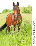 amazing breed stallion in spain halter in summer meadow. Стоковое фото, агентство Ingram Publishing / Фотобанк Лори