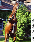 rearing of amazing breed elite stallion . sunny evening. Стоковое фото, агентство Ingram Publishing / Фотобанк Лори