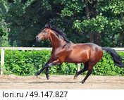 galloping bay sportive breed  horse in open manege. Стоковое фото, агентство Ingram Publishing / Фотобанк Лори