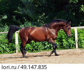 trotting bay sportive breed  horse in open manege. Стоковое фото, агентство Ingram Publishing / Фотобанк Лори