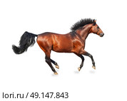 galloping bay sportive breed  horse isolated on white. Стоковое фото, агентство Ingram Publishing / Фотобанк Лори