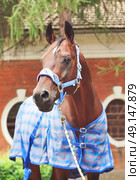  portrait of beautiful sportive horse  dressed in blue blanket and halter . Стоковое фото, агентство Ingram Publishing / Фотобанк Лори
