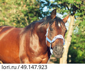 portrait of beautiful horse in blue halter . sunny evening. Стоковое фото, агентство Ingram Publishing / Фотобанк Лори