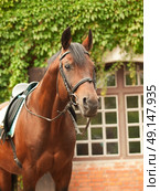wonderful breed dressage bay stallion front stable. Стоковое фото, агентство Ingram Publishing / Фотобанк Лори
