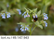 Honeybees in the garden. Bumblebee on blue flower of comfrey (symphytum). The background is blurred. Macrophotography. Стоковое фото, фотограф Роман Дзюбало / Фотобанк Лори