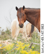 Portrait of half-wild horse. liberty, Israel. Стоковое фото, агентство Ingram Publishing / Фотобанк Лори