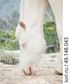 portrait of albino half-wild horse. Israel . Стоковое фото, агентство Ingram Publishing / Фотобанк Лори