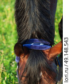 equetrian details - blue fur halter. Стоковое фото, агентство Ingram Publishing / Фотобанк Лори