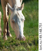 portrait of grazing cremello ride pony. Стоковое фото, агентство Ingram Publishing / Фотобанк Лори