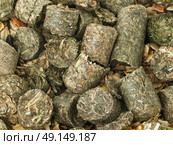 grass granule for horses background. Стоковое фото, агентство Ingram Publishing / Фотобанк Лори